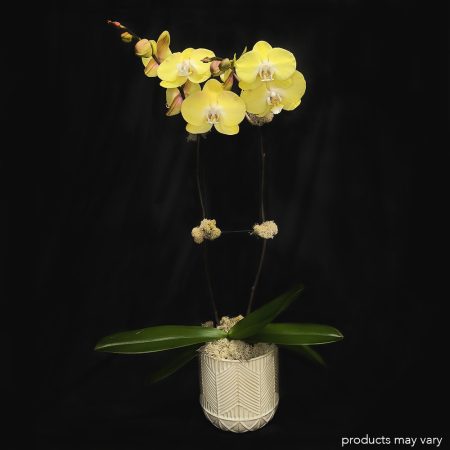 Potted Orchid
