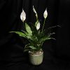 Peace Lily
